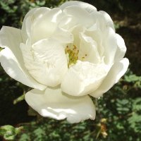 Шиповник :: Freddy 97