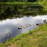 Дружная семья. :: Anatoly Lunov Дружная семья. :: Anatoly Lunov