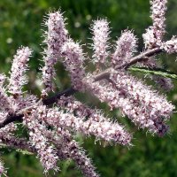 тамарикс кустарник :: Зоя Мишина