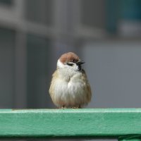 Воробей полевой :: Александр Кольцов