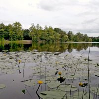 На пруду. :: VasiLina *