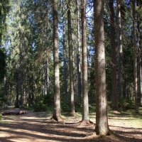 Комарово :: Наталья Герасимова