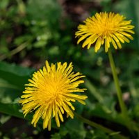 Про одуванчики... :: Николай Гирш