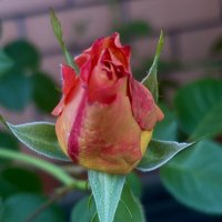 Бутон :: Виктория 