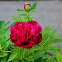 2 июня - уже пионы! :: Светлана 2 июня - уже пионы! :: Светлана