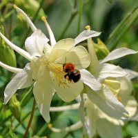 Завтрак в аквилегии :: Светлана Завтрак в аквилегии :: Светлана