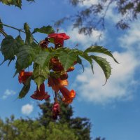 Кампсис в цвету :: Дмитрий Костоусов