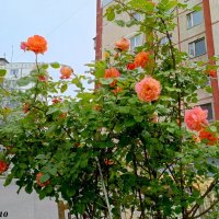 Сезон роз открыт :: Нина Бутко