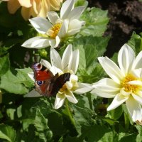 Бабочки летают, бабочки ... :: Ирина *** Бабочки летают, бабочки ... :: Ирина ***