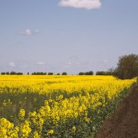 *** :: Яна Горбунова