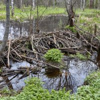 Бобровая плотина на реке Кибелек :: Алексей Р.