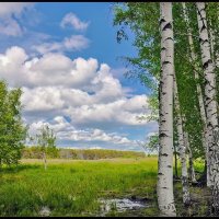 Березки :: **** vedin