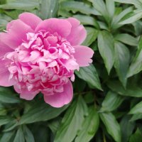 Пион :: Надежда Пион :: Надежда