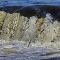 весна :: ИННА ПОРОХОВА весна :: ИННА ПОРОХОВА