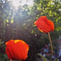 Смак :: sorovey Sol Смак :: sorovey Sol