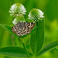 Бабочки, снятые сегодня  2 :: Александр Прокудин
