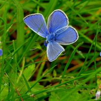 Бабочки, снятые сегодня 5 :: Александр Прокудин Бабочки, снятые сегодня 5 :: Александр Прокудин