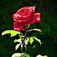 Летние этюды 8 :: Алексей Кузнецов Летние этюды 8 :: Алексей Кузнецов