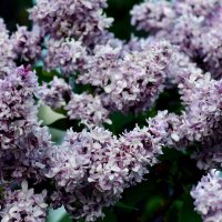 Время Сирени :: Нэля Лысенко