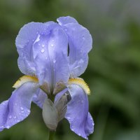 Красавец :: Валерий Басыров