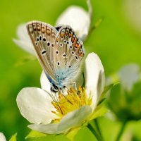 Бабочка Голубянка Икар на цветке клубники. :: Восковых Анна Васильевна Бабочка Голубянка Икар на цветке клубники. :: Восковых Анна Васильевна