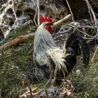 *** :: Alexander Amromin