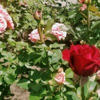 Розовое лето :: Андрей Хлопонин