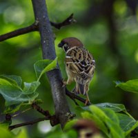 воробей :: petyxov петухов