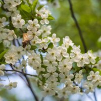 Весна :: Петр 