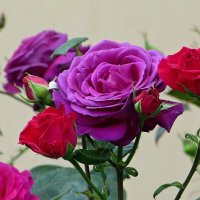 Удивительная двухцветная роза :: Татьяна Смоляниченко