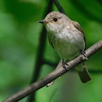 Серая мухоловка :: Лина 