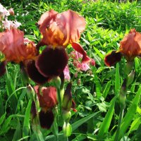 Красивые ирисы :: Людмила Смородинская