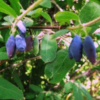 Жимолость поспевает :: Людмила Смородинская