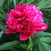 Красавчик пион :: Людмила Смородинская Красавчик пион :: Людмила Смородинская