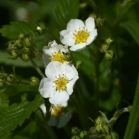 Москва. Весна в Аптекарском... :: Наташа *****