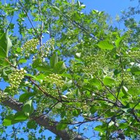 черёмуха :: Елена Шаламова