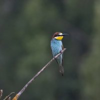 молодые щурки :: юрий макаров молодые щурки :: юрий макаров