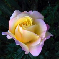 Глория Дей :: Валентин Семчишин Глория Дей :: Валентин Семчишин