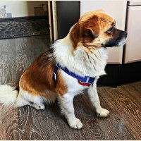 Мой Яша. Взяла из приюта неделю назад. Привыкаем. :: Валерия Комова