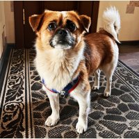 Мой Яшенька. Взяла из приюта неделю назад. :: Валерия Комова