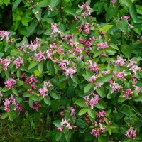 Цветет Жимолость татарская :: Рита Симонова