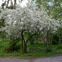 Лето в Заполярье :: Ольга Лето в Заполярье :: Ольга