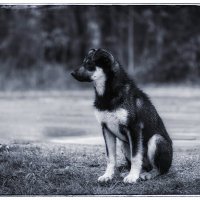 Малыш. :: Вадим Басов Малыш. :: Вадим Басов