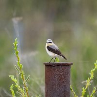 Обыкновенная каменка :: Владимир Калеев