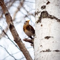 Рябинник :: Владимир Калеев