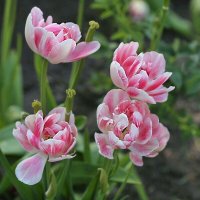 Тюльпаны, как пионы! :: ZNatasha - Тюльпаны, как пионы! :: ZNatasha -