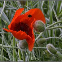 Маки :: Aleksandr Gal