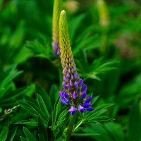 Время люпинов :: Наталья Лакомова