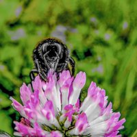 Чудовище :: Oleg4618 Шутченко