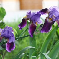 Ирис :: Константин Штарк